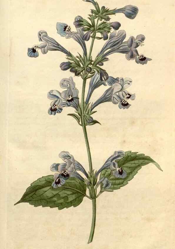 Reproducción/Reproduction 34380632433: Curtis's botanical magazine.. London ; New York [etc.] :Academic Press [etc.]