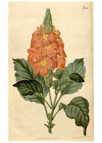 Reproducción/Reproduction 34380634663: Curtis's botanical magazine.. London ; New York [etc.] :Academic Press [etc.]
