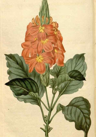 Reproducción/Reproduction 34380634663: Curtis's botanical magazine.. London ; New York [etc.] :Academic Press [etc.]
