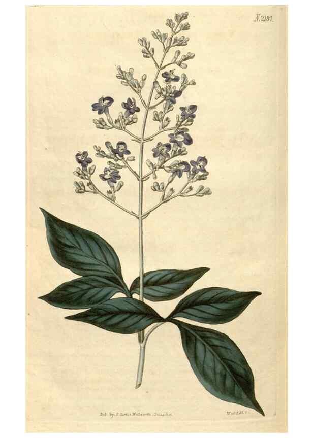 Reproducción/Reproduction 34380637153: Curtis's botanical magazine.. London ; New York [etc.] :Academic Press [etc.]