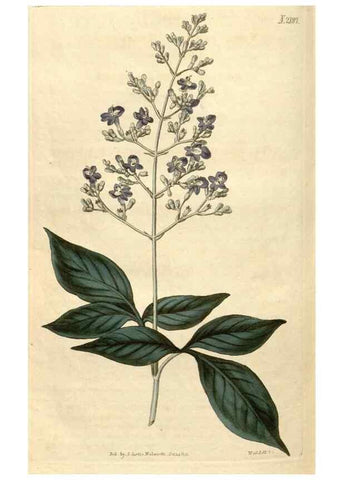 Reproducción/Reproduction 34380637153: Curtis's botanical magazine.. London ; New York [etc.] :Academic Press [etc.]