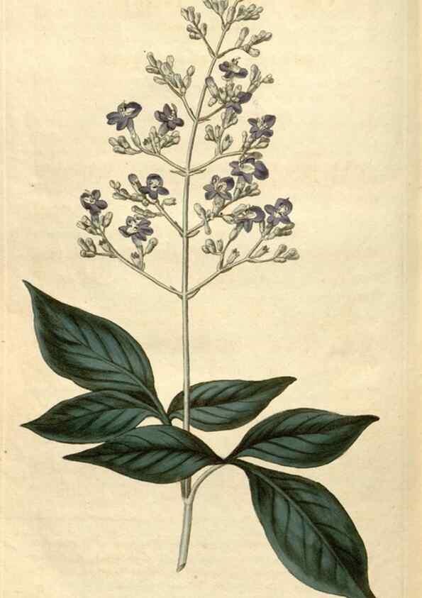 Reproducción/Reproduction 34380637153: Curtis's botanical magazine.. London ; New York [etc.] :Academic Press [etc.]