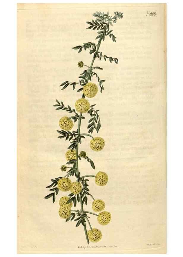 Reproducción/Reproduction 34380639593: Curtis's botanical magazine.. London ; New York [etc.] :Academic Press [etc.]
