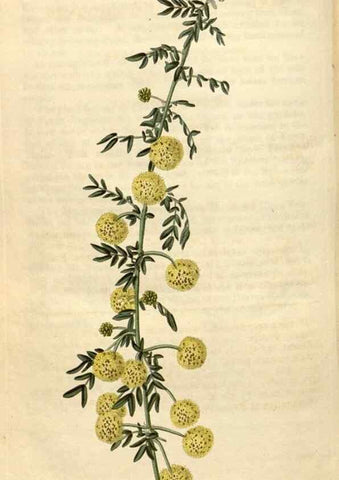 Reproducción/Reproduction 34380639593: Curtis's botanical magazine.. London ; New York [etc.] :Academic Press [etc.]