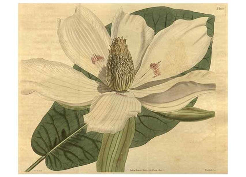 Reproducción/Reproduction 35059752921: Curtis's botanical magazine.. London ; New York [etc.] :Academic Press [etc.]