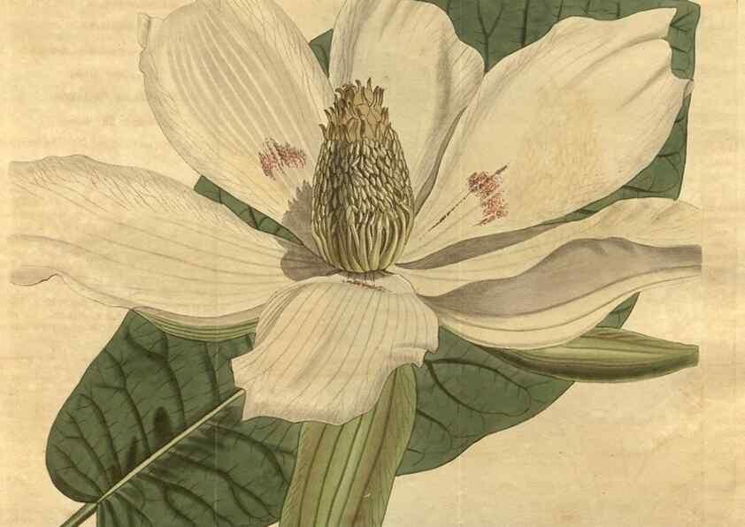 Reproducción/Reproduction 35059752921: Curtis's botanical magazine.. London ; New York [etc.] :Academic Press [etc.]