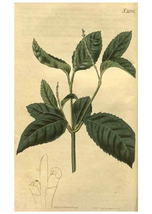 Reproducción/Reproduction 35059755791: Curtis's botanical magazine.. London ; New York [etc.] :Academic Press [etc.]
