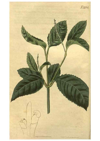 Reproducción/Reproduction 35059755791: Curtis's botanical magazine.. London ; New York [etc.] :Academic Press [etc.]