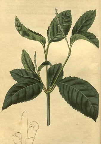 Reproducción/Reproduction 35059755791: Curtis's botanical magazine.. London ; New York [etc.] :Academic Press [etc.]