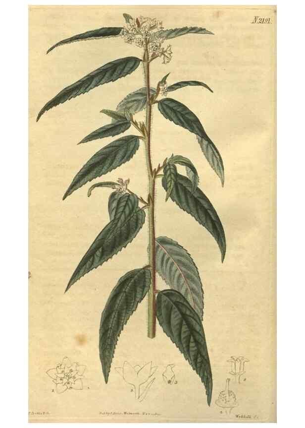 Reproducción/Reproduction 34803597190: Curtis's botanical magazine.. London ; New York [etc.] :Academic Press [etc.]