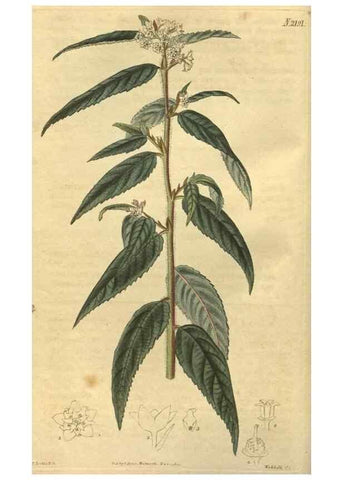 Reproducción/Reproduction 34803597190: Curtis's botanical magazine.. London ; New York [etc.] :Academic Press [etc.]