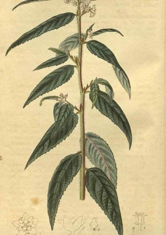 Reproducción/Reproduction 34803597190: Curtis's botanical magazine.. London ; New York [etc.] :Academic Press [etc.]