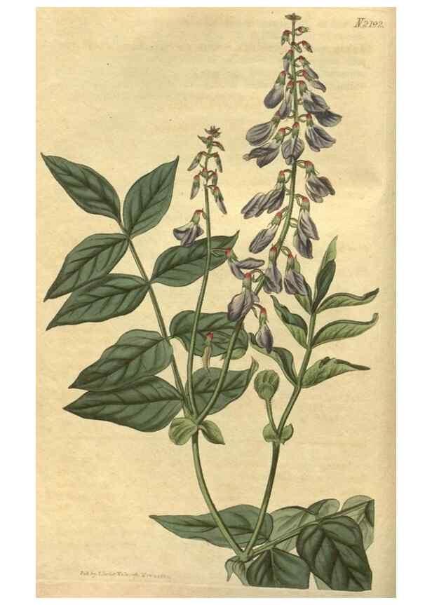 Reproducción/Reproduction 35024891082: Curtis's botanical magazine.. London ; New York [etc.] :Academic Press [etc.]