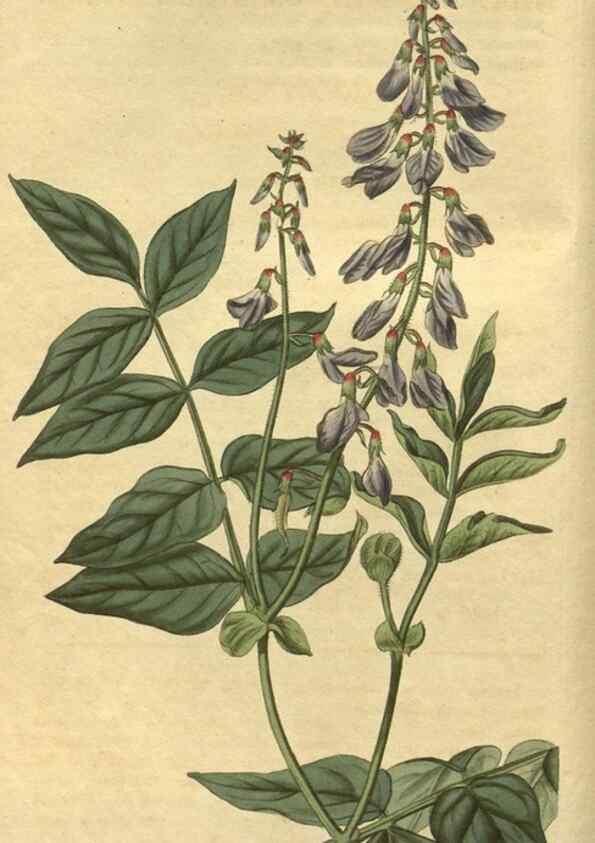 Reproducción/Reproduction 35024891082: Curtis's botanical magazine.. London ; New York [etc.] :Academic Press [etc.]