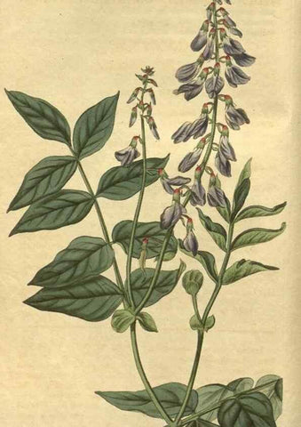 Reproducción/Reproduction 35024891082: Curtis's botanical magazine.. London ; New York [etc.] :Academic Press [etc.]