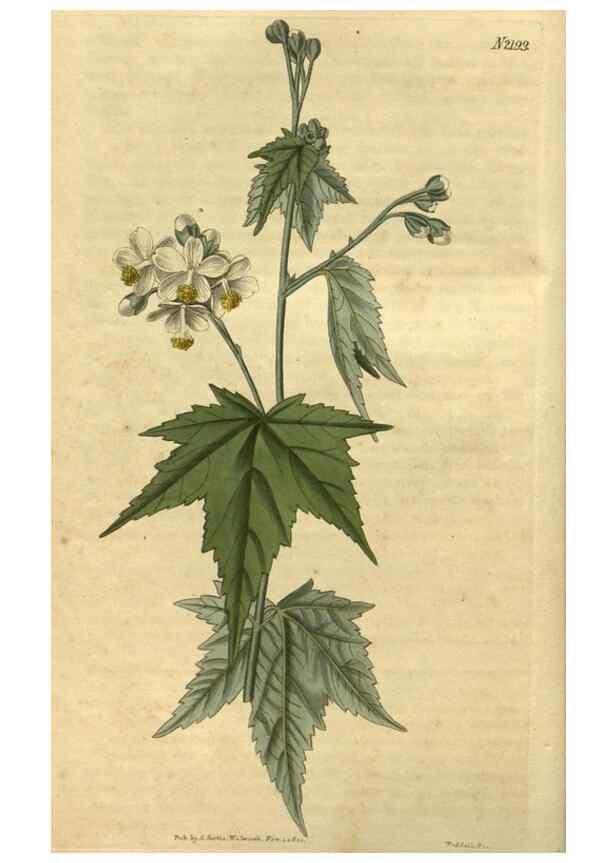 Reproducción/Reproduction 35024893752: Curtis's botanical magazine.. London ; New York [etc.] :Academic Press [etc.]