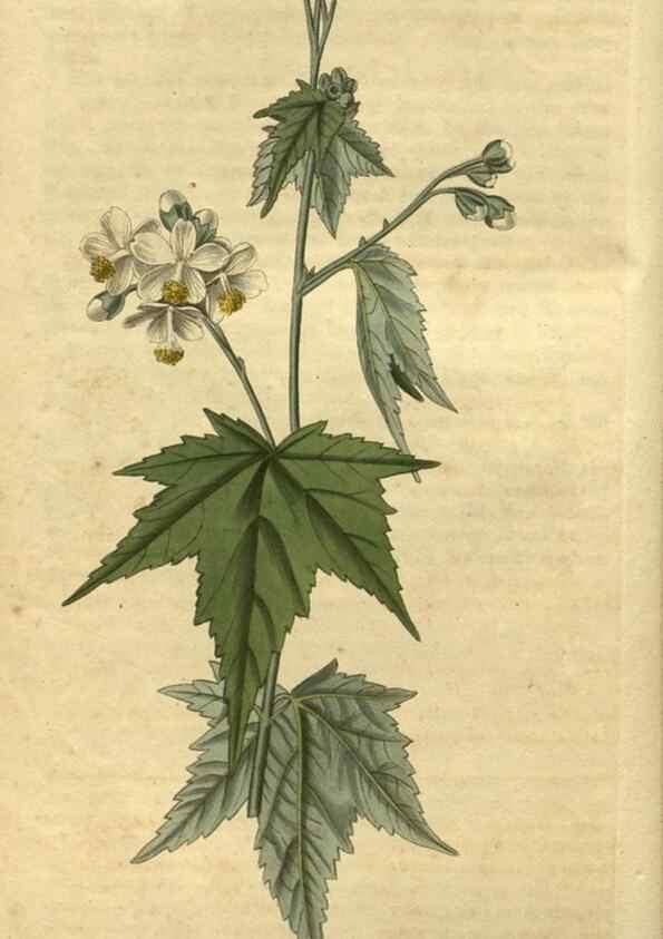 Reproducción/Reproduction 35024893752: Curtis's botanical magazine.. London ; New York [etc.] :Academic Press [etc.]