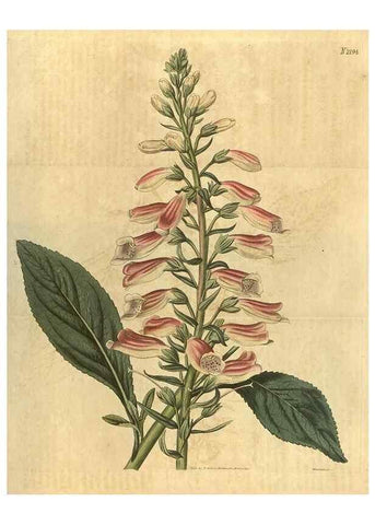 Reproducción/Reproduction 34803599320: Curtis's botanical magazine.. London ; New York [etc.] :Academic Press [etc.]