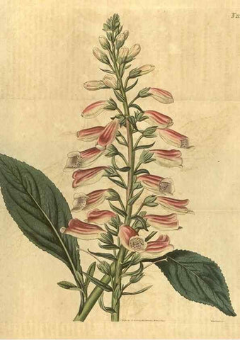 Reproducción/Reproduction 34803599320: Curtis's botanical magazine.. London ; New York [etc.] :Academic Press [etc.]