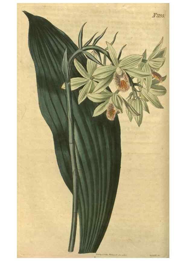 Reproducción/Reproduction 34803599980: Curtis's botanical magazine.. London ; New York [etc.] :Academic Press [etc.]