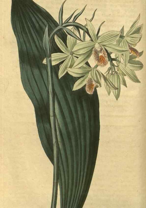 Reproducción/Reproduction 34803599980: Curtis's botanical magazine.. London ; New York [etc.] :Academic Press [etc.]