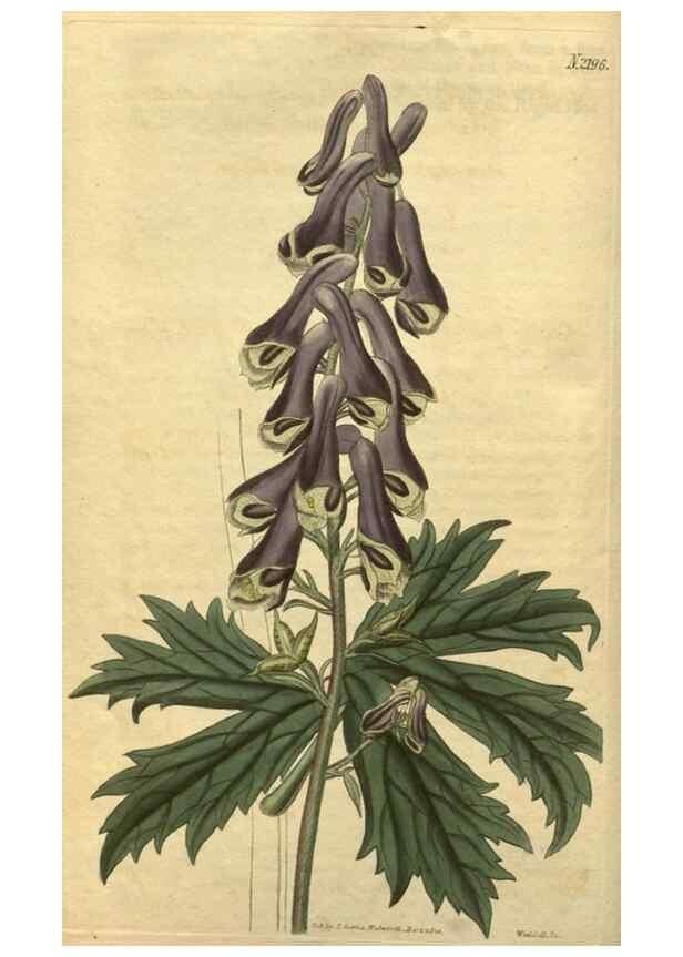Reproducción/Reproduction 34803600830: Curtis's botanical magazine.. London ; New York [etc.] :Academic Press [etc.]