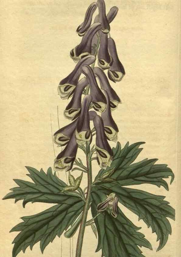 Reproducción/Reproduction 34803600830: Curtis's botanical magazine.. London ; New York [etc.] :Academic Press [etc.]