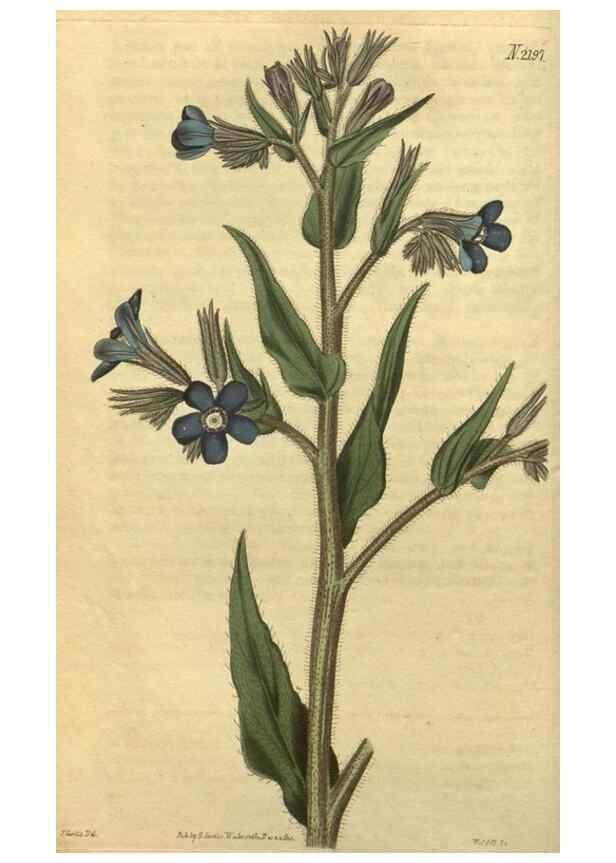Reproducción/Reproduction 35149944876: Curtis's botanical magazine.. London ; New York [etc.] :Academic Press [etc.]