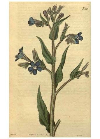 Reproducción/Reproduction 35149944876: Curtis's botanical magazine.. London ; New York [etc.] :Academic Press [etc.]