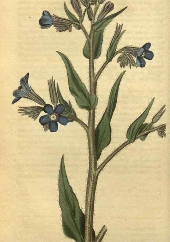 Reproducción/Reproduction 35149944876: Curtis's botanical magazine.. London ; New York [etc.] :Academic Press [etc.]