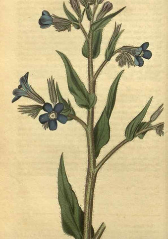 Reproducción/Reproduction 35149944876: Curtis's botanical magazine.. London ; New York [etc.] :Academic Press [etc.]