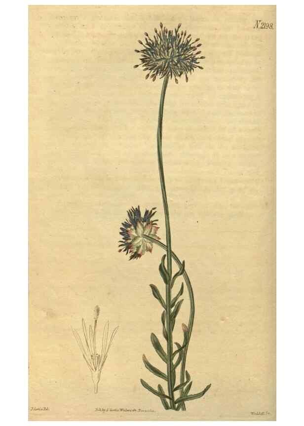 Reproducción/Reproduction 35149946626: Curtis's botanical magazine.. London ; New York [etc.] :Academic Press [etc.]