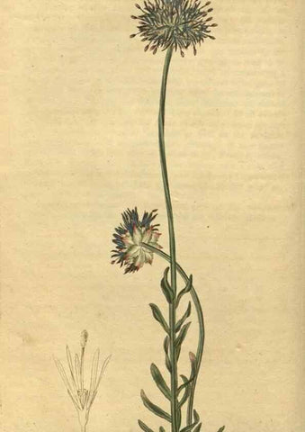 Reproducción/Reproduction 35149946626: Curtis's botanical magazine.. London ; New York [etc.] :Academic Press [etc.]