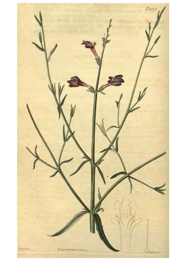 Reproducción/Reproduction 34803605090: Curtis's botanical magazine.. London ; New York [etc.] :Academic Press [etc.]