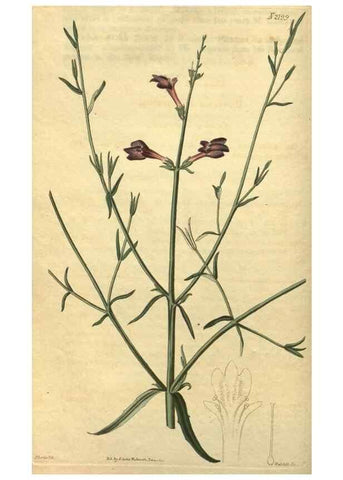 Reproducción/Reproduction 34803605090: Curtis's botanical magazine.. London ; New York [etc.] :Academic Press [etc.]