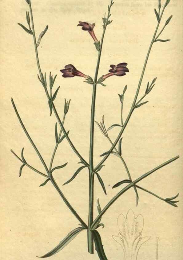Reproducción/Reproduction 34803605090: Curtis's botanical magazine.. London ; New York [etc.] :Academic Press [etc.]