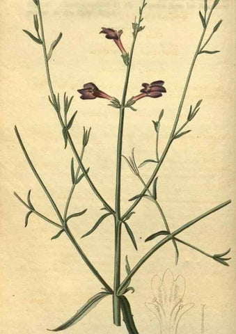Reproducción/Reproduction 34803605090: Curtis's botanical magazine.. London ; New York [etc.] :Academic Press [etc.]