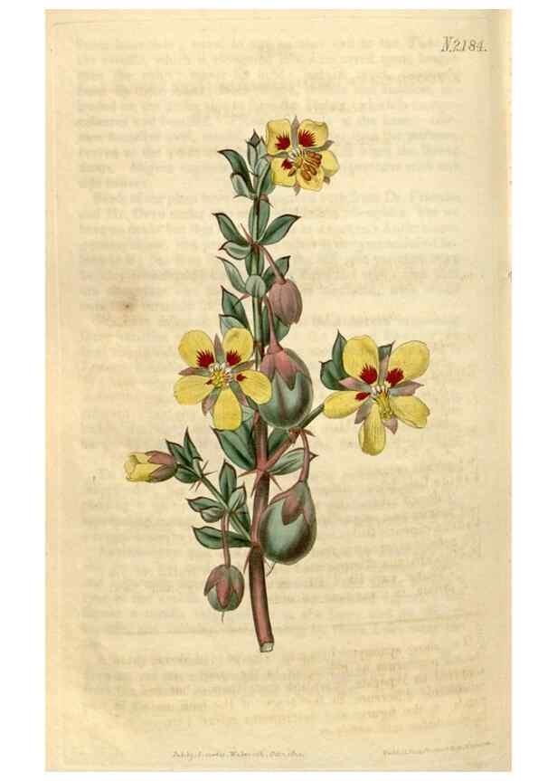 Reproducción/Reproduction 34380629993: Curtis's botanical magazine.. London ; New York [etc.] :Academic Press [etc.]