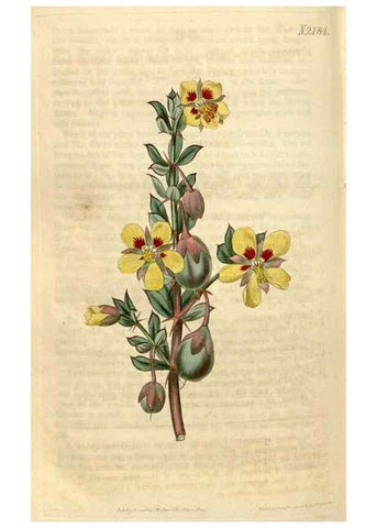 Reproducción/Reproduction 34380629993: Curtis's botanical magazine.. London ; New York [etc.] :Academic Press [etc.]