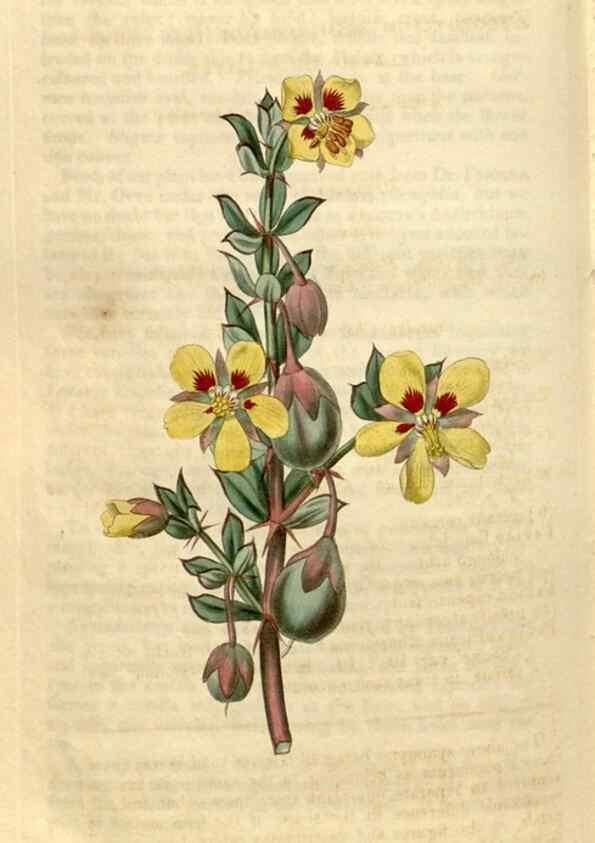 Reproducción/Reproduction 34380629993: Curtis's botanical magazine.. London ; New York [etc.] :Academic Press [etc.]