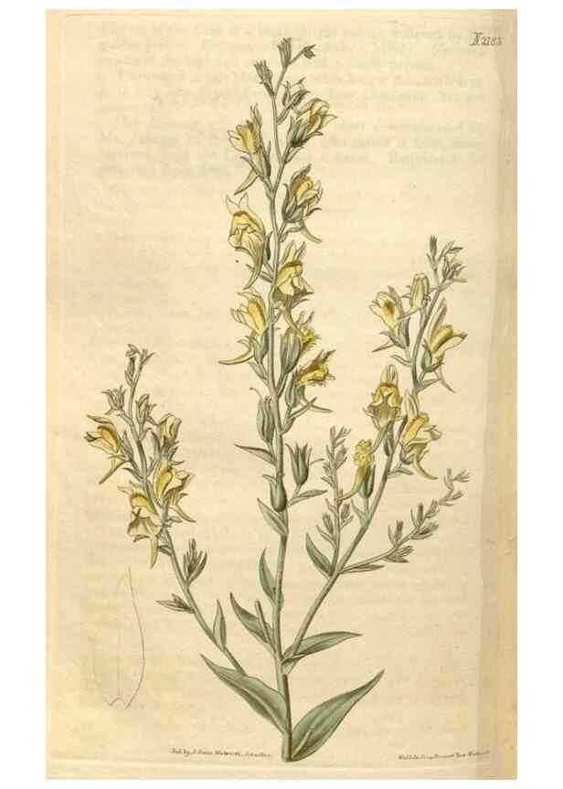 Reproducción/Reproduction 35059684441: Curtis's botanical magazine.. London ; New York [etc.] :Academic Press [etc.]
