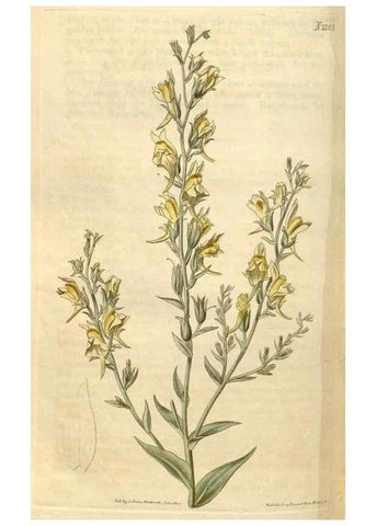 Reproducción/Reproduction 35059684441: Curtis's botanical magazine.. London ; New York [etc.] :Academic Press [etc.]