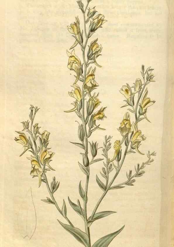 Reproducción/Reproduction 35059684441: Curtis's botanical magazine.. London ; New York [etc.] :Academic Press [etc.]