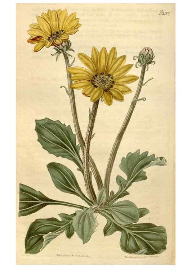 Reproducción/Reproduction 35149833346: Curtis's botanical magazine.. London ; New York [etc.] :Academic Press [etc.]