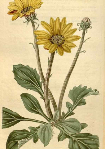 Reproducción/Reproduction 35149833346: Curtis's botanical magazine.. London ; New York [etc.] :Academic Press [etc.]
