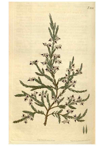 Reproducción/Reproduction 35149830296: Curtis's botanical magazine.. London ; New York [etc.] :Academic Press [etc.]