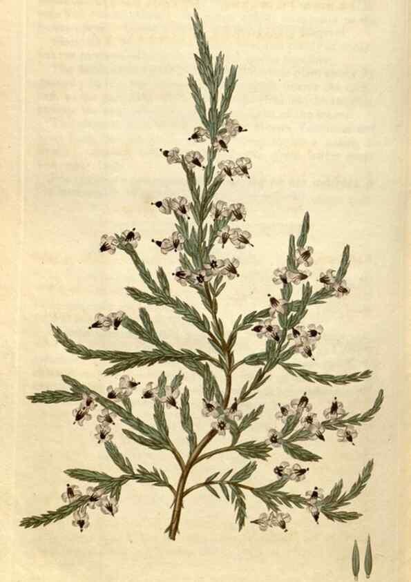 Reproducción/Reproduction 35149830296: Curtis's botanical magazine.. London ; New York [etc.] :Academic Press [etc.]