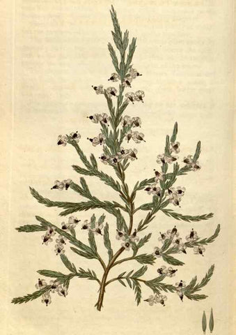 Reproducción/Reproduction 35149830296: Curtis's botanical magazine.. London ; New York [etc.] :Academic Press [etc.]