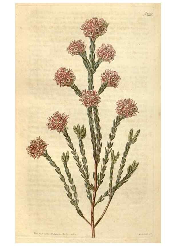 Reproducción/Reproduction 34380596153: Curtis's botanical magazine.. London ; New York [etc.] :Academic Press [etc.]