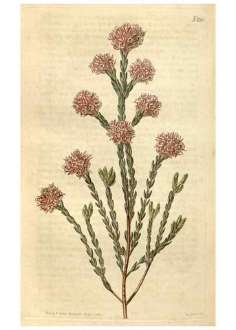 Reproducción/Reproduction 34380596153: Curtis's botanical magazine.. London ; New York [etc.] :Academic Press [etc.]